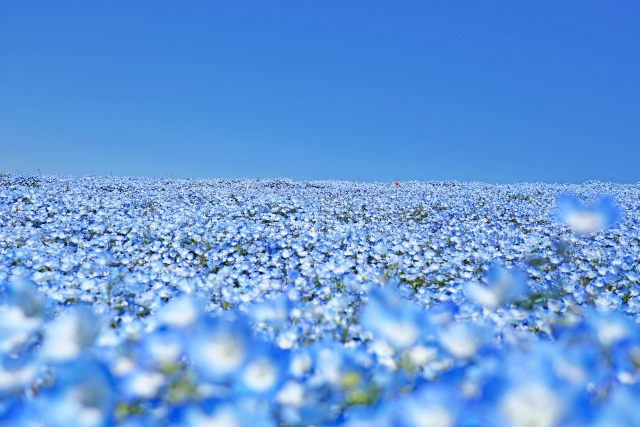 Nemophila flower fields at Hitachi Seaside Park, Japan