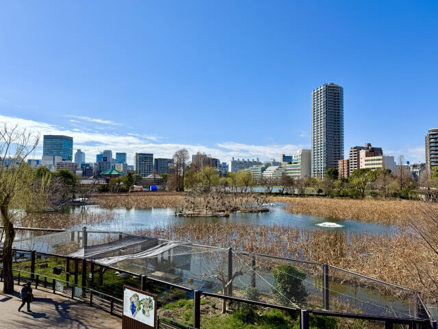 Affordable hotel room near Ueno Park and museums
